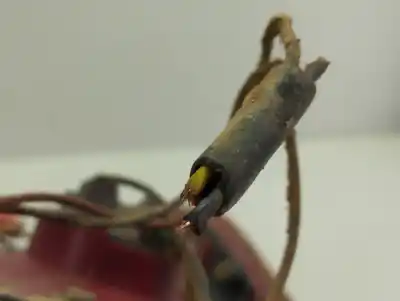 Peça sobressalente para automóvel em segunda mão farolim traseiro esquerdo por hyundai accent (lc) gl 5p referências oem iam 9240125710