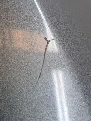 Second-hand car spare part left front fin for toyota corolla (e12) 2.0 turbodiesel cat oem iam references 5381202090  