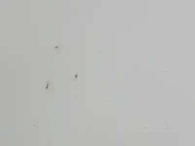 Peça sobressalente para automóvel em segunda mão capot por renault clio iii clio iii referências oem iam 7751479109  