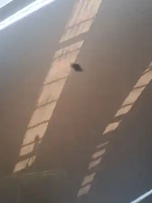 Peça sobressalente para automóvel em segunda mão guarda-lamas dianteiro esquerdo por bmw serie 7 (e65/e66) 730ld 218 cv / 160 kw referências oem iam 41357061661  