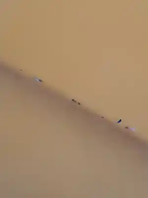 Peça sobressalente para automóvel em segunda mão porta da frente esquerda por lancia ypsilon (101) 1.4 16v platino referências oem iam 51703011  