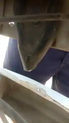 Peça sobressalente para automóvel em segunda mão peças diversas por dacia sandero 1.5 dci referências oem iam 