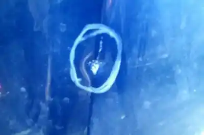 Peça sobressalente para automóvel em segunda mão capot por kia carnival ii 2.9 cdri ex referências oem iam   693302