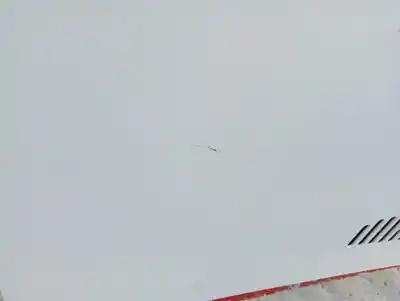 Pezzo di ricambio per auto di seconda mano cofano per bmw serie 3 compact (e46) 316ti riferimenti oem iam   867928