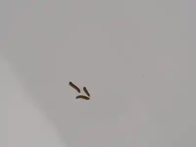 Автозапчастина б/у капок для ford grand c-max edition посилання на oem iam   