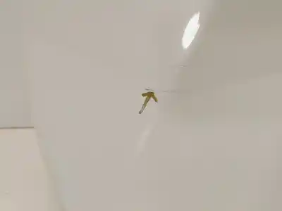 Second-hand car spare part bonnet for kia proceed (cd) 1.6 t-gdi gt oem iam references   