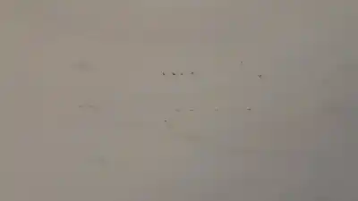 İkinci el araba yedek parçası arka sol kapi için bmw 3 (e90) 320 d oem iam referansları 41007203647  