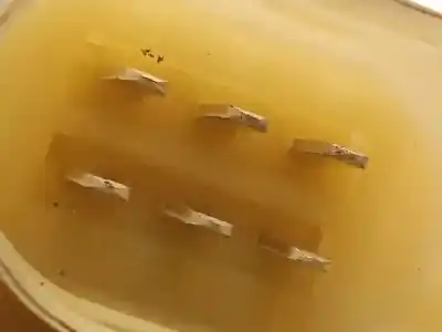 Автозапчасти б/у регулятор стекла переднего правого за mini clubman (r55) 1.6 16v diesel cat 109 cv / 80 kw ссылки oem iam 2757044 0130822381 51332756084