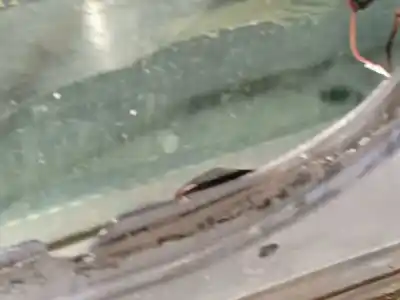 Second-hand car spare part left front door for land rover range rover iii (l322) 3.0 d 4x4 oem iam references bda760072  3h4220124da