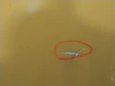 Peça sobressalente para automóvel em segunda mão capot por toyota corolla (_e12_) 2.0 d-4d (cde120r_, cde120l_) referências oem iam 5330102090  