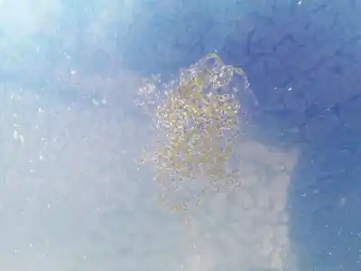 Peça sobressalente para automóvel em segunda mão capot por citroen c2 (jm_) 1.6 referências oem iam 7901k2  