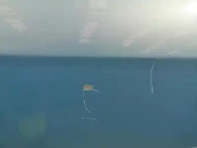 Second-hand car spare part front right door for renault kangoo ii (f/kw0) k9k802 oem iam references 801004113r  