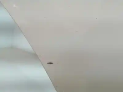 Pezzo di ricambio per auto di seconda mano porta posteriore destra per citroen c4 cactus hn01 riferimenti oem iam 9801070080  