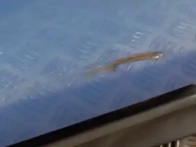 Second-hand car spare part rear bumper for kia ceed 1.6 crdi cat oem iam references   