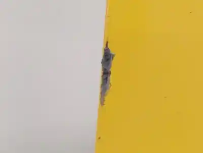 Автозапчастина б/у передні праві двері для renault kangoo (f/kc0) authentique посилання на oem iam    Автозапчастина б/у передні праві двері для renault kangoo (f/kc0) authentique посилання на oem iam