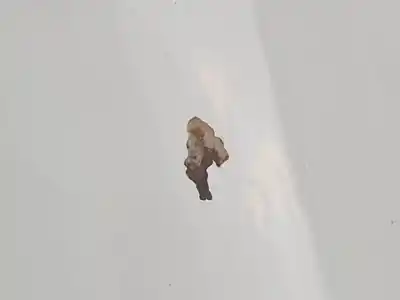 Автозапчасти б/у капот за dacia logan express (x90) k9k792 ссылки oem iam   