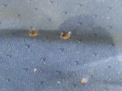 Peça sobressalente para automóvel em segunda mão Conjunto De Bancos por CITROEN JUMPY 2.0 HDi SX Caja cerrada acristalda (80kW) Referências OEM IAM   